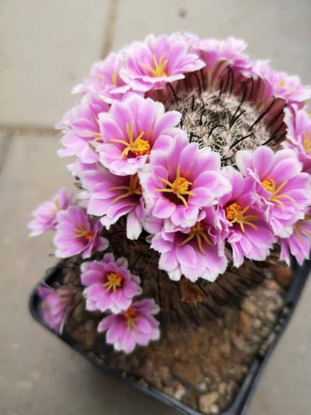 Mammillaria insularis